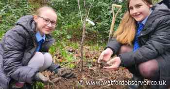 Five schools in Watford join nationwide orchard initiative