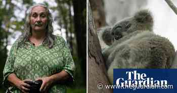 Endangered koalas and the ecologist documenting their extinction – video