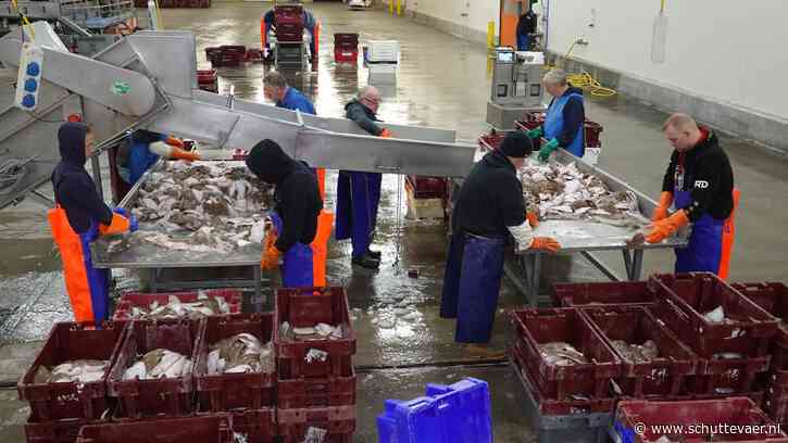 Kuit doet prijzen van tong fors dalen