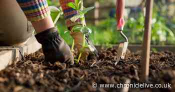 Gardeners should sow these six vegetables this April or risk missing harvests