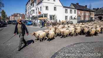 Honderden schapen zetten Voerens dorp op stelten: “Eeuwenoude traditie voor natuurbeheer”