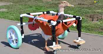 Disabled duck given a specially-made wheelchair