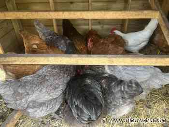 Geliefde kippen van schooltje zijn spoorloos: “Ik snap niet dat iemand zoiets kan doen”