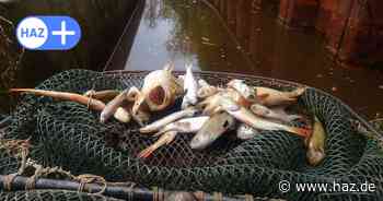 Wieder in der Grabenfalle: Hunderte Fische am Steinhuder Meer vor dem Tod gerettet