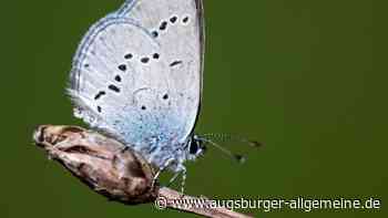 Diese bemerkenswerten Tierarten leben im Landkreis Landsberg