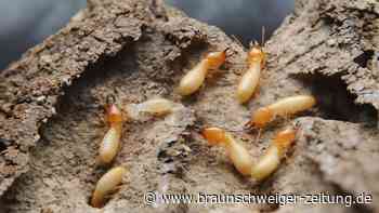 Falsche „Gesichter“ – Unglaubliche Erkenntnis verblüfft Forscher