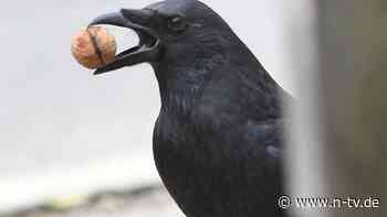 Verständnis von Geometrie: Krähen erkennen Formen blitzschnell