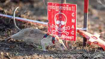 Unbeliebte Nagetiere spüren hinterhältiges Kriegsgerät auf