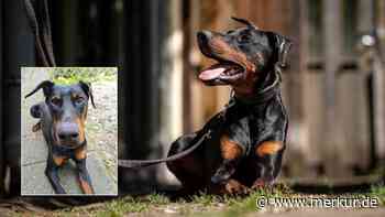 „Menschen können einfach grausam sein“: Tierheim Nürnberg sucht Zuhause für Hund Tyson