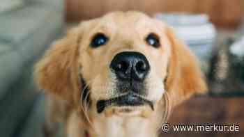 Hund bellt alles an: So bringen Sie Ihren Hund dazu, ruhig zu bleiben – es ist ganz einfach