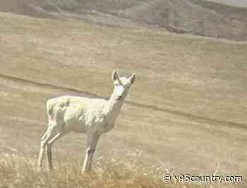 Rare Albino Pronghorn Spotting In Wyoming