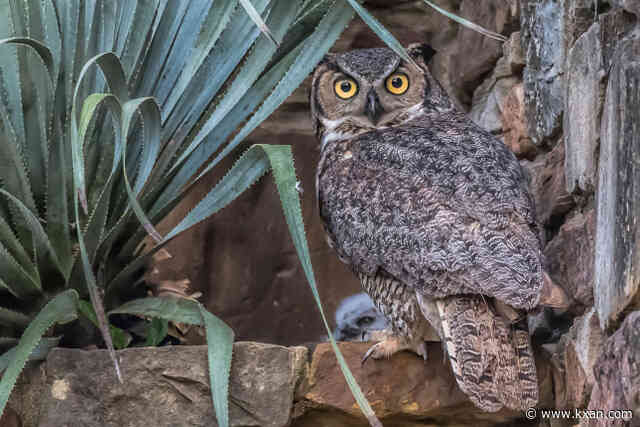 Athena the Owl named Austin's official owl ambassador