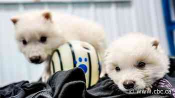 De-extinction or pre-extinction? Biotech company's resurrected 'dire wolves' raise questions