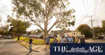 Bayside locals fight to stop hospital chopping down ‘iconic’ gum tree