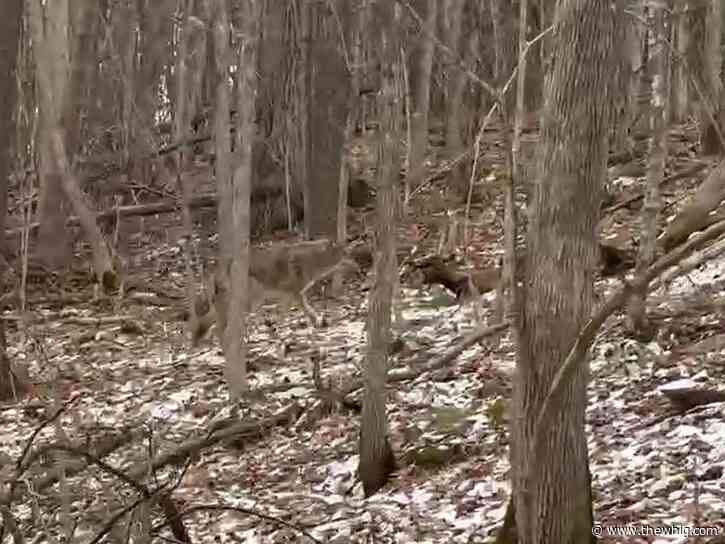 Kingston-area woman recounts 'harrowing' coyote experience in local conservation area