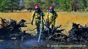112-nieuws: bosbrand in Budel • reebok in brandgang