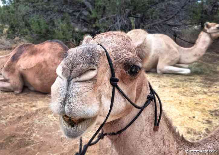 Texas Camel Corps to visit Coronado Historic Site on Saturday