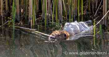 Opeens zit er een bever in de tuin van Stefanie, mét een bijzonder lastige ‘jas’: ‘Mijn man geloofde me niet’