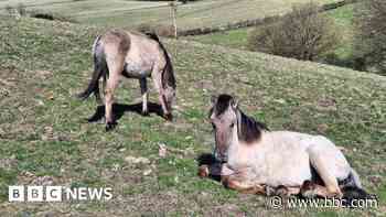 Konik ponies introduced to enhance nature habitats