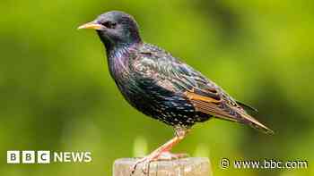 Starlings disappearing from gardens, says RSPB