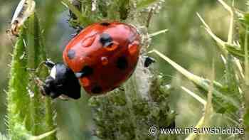 Veertig jaar niet meer gezien in België, nu duikt dit beestje weer op in Herkse Schulensbroek