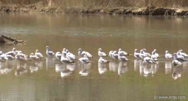 Rio Grande in Albuquerque could dry up again this year