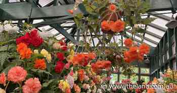 Machattie Park's 'secret' tropical begonia house | In Fiona's Garden