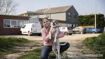 Op bezoek in asiel van Wommelgem: “Sterke toename powerbreeds en buitenlandse honden baren ons zorgen”