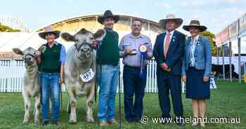 Western NSW exhibitors claim top honours in Murray Grey ring at Sydney Royal