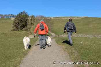 I visited the Northumberland Roman Fort with its own dog rangers