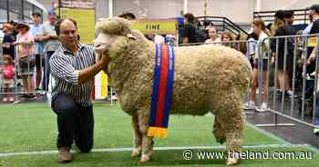 Find out who won the August-shorn grand champion broadribbons at Sydney Royal
