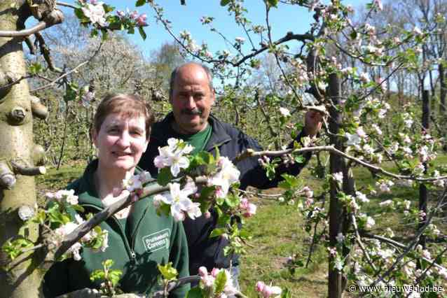Appelboer Jan verliest gevecht om jonagold tegen Polen en het klimaat: “Wij planten nublauwe bessen als alternatief”