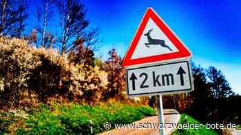 Wildunfälle im Kreis Calw: Diese Strecken sind besonders gefährlich – und das ist zu tun,  wenn’s passiert