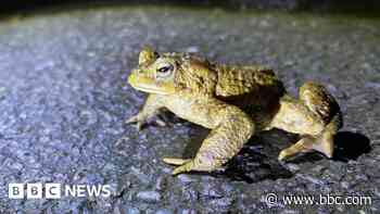 Toad patrol helps 50,000 to breeding grounds