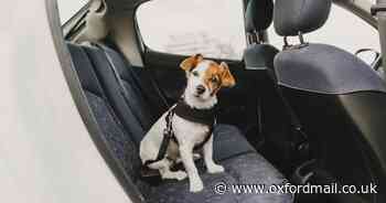 Drivers warned dogs could lead to your car failing an MOT test - find out how