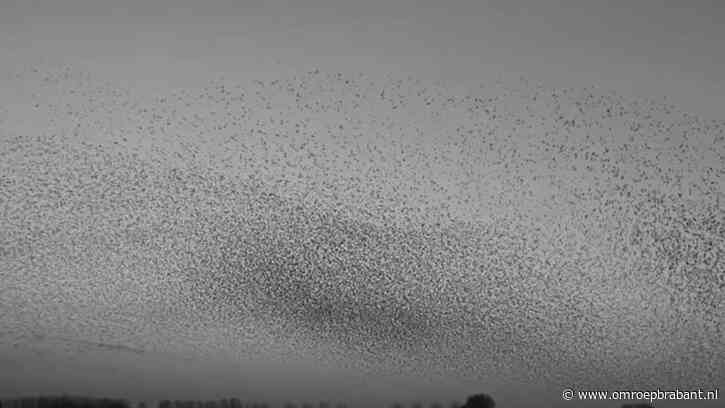 Elly zag iets bijzonders, ook Frans staat voor een raadsel