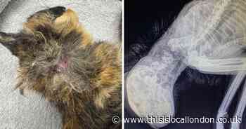 RSPCA seeks information after cat's mutilated body found in garden