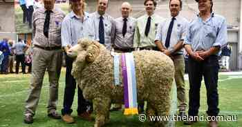 New England ram remains undefeated after Sydney Royal supreme exhibit win