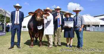 The 16-hour trip paid off for Queensland stud in the Santa Gertrudis ring