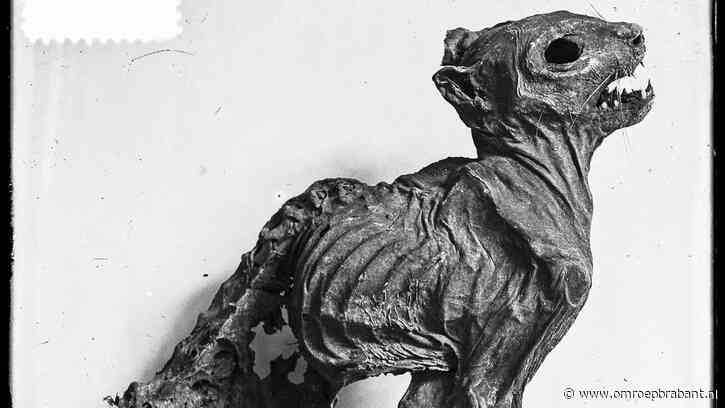 Een kat, rund of zelfs een mens: deze offers beschermen jouw gebouw