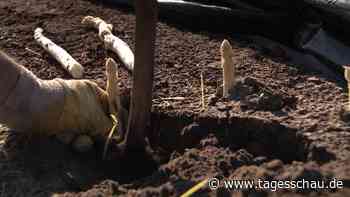 Spargelsaison startet: Das "Luxusgemüse" aus der Erde