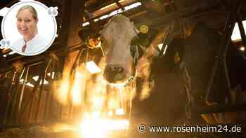 Tragische Tierdramen, große Hilflosigkeit: Wo bleibt der Aufschrei?