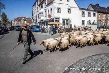 Honderden schapen zetten dorp op stelten, en zetten zo eeuwenoude traditie verder: “Ze doen veel meer dan alleen grazen”