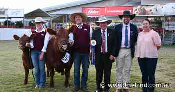 Beef 24's junior champion female Red Angus takes the day at Sydney Royal