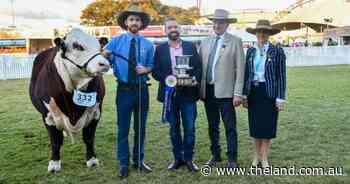 Croker family proves an unstoppable force in Hereford Sydney Royal ring