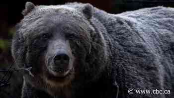 Legendary grizzly 'The Boss' and other Alberta bears emerging from winter dens