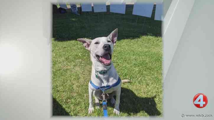 2-year-old Pez is a 'wonderful boy' who needs a forever home