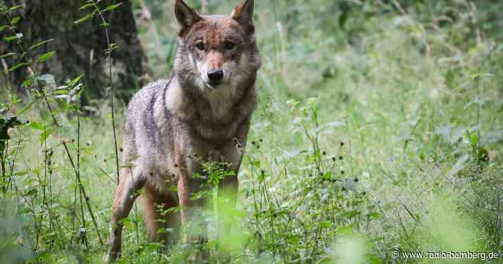 Waldbesitzer und Jäger für Aufnahme des Wolfs ins Jagdrecht