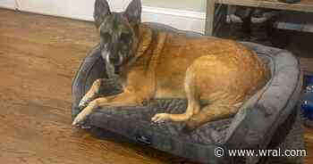 Protocol says Wake deputy should not have entered home where he shot dog