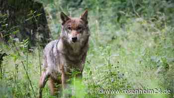 Waldbesitzer und Jäger für Aufnahme des Wolfs ins Jagdrecht